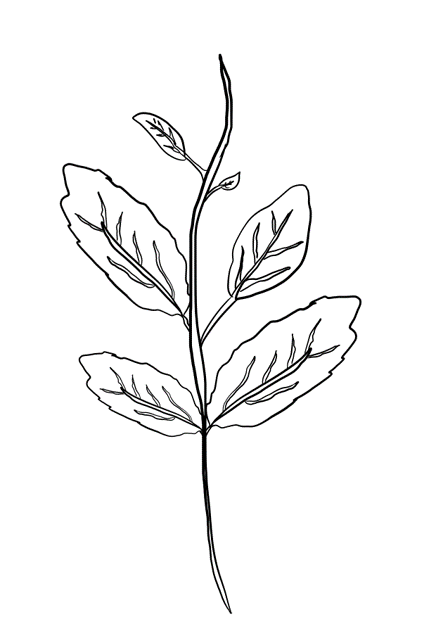 Potato leaf