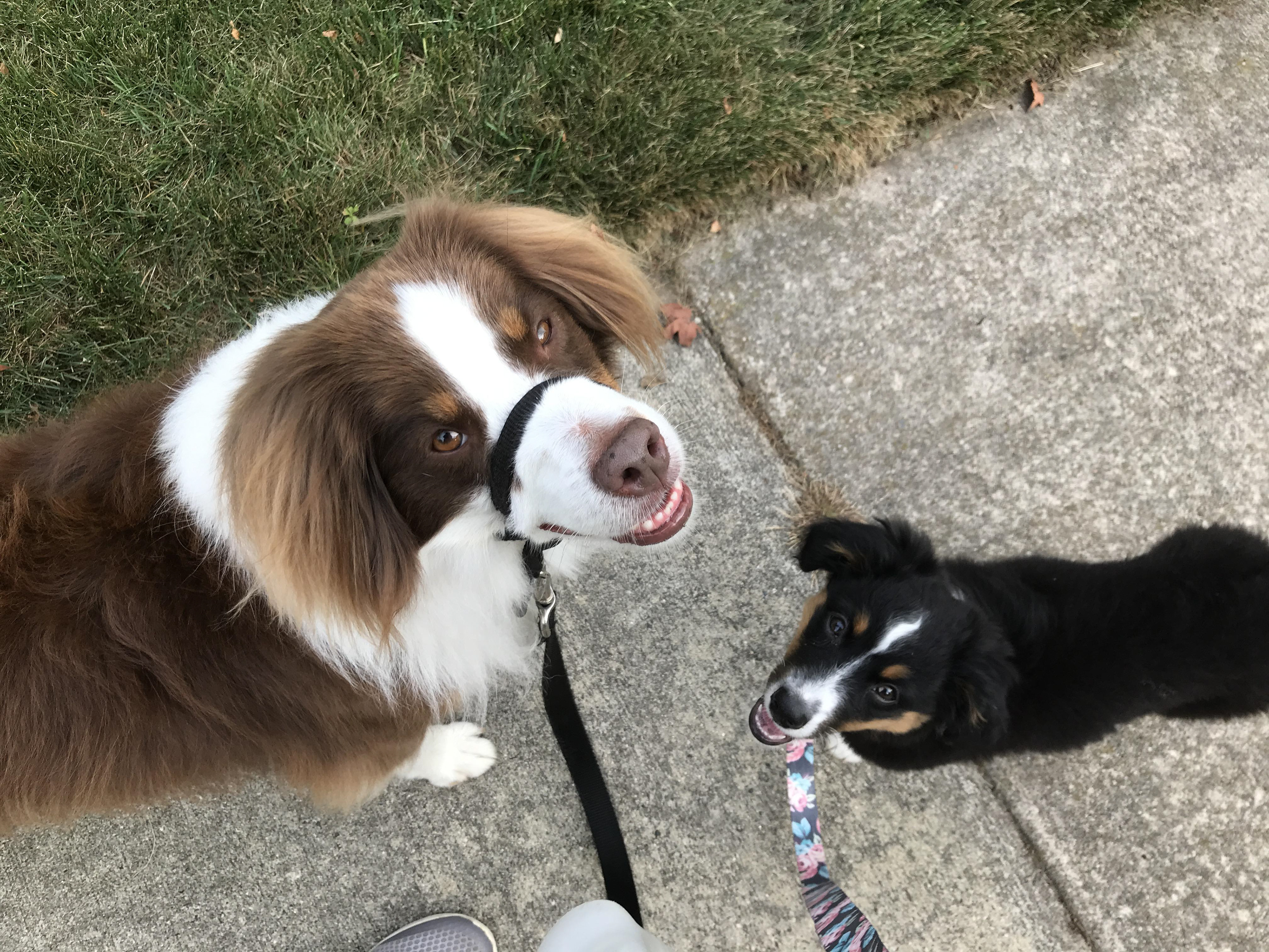 Two mini Australian Shepherds on the sidewalk with leashes looking up at their owner.