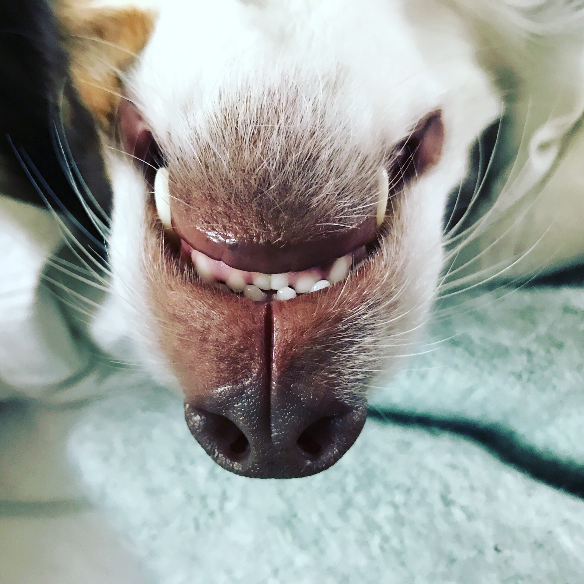 Dog in bed with its head on an open laptop.