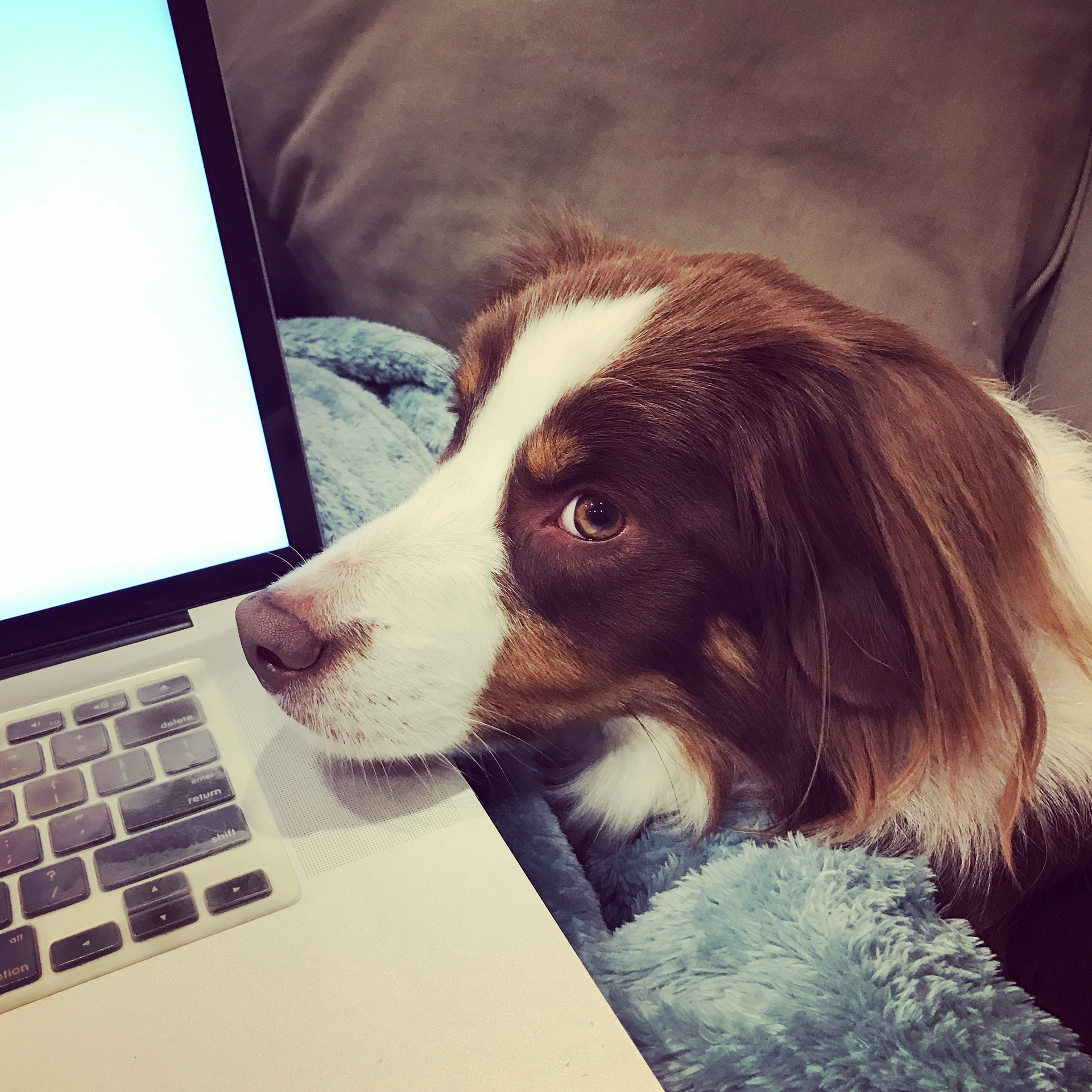 Dog in bed with its head on an open laptop.