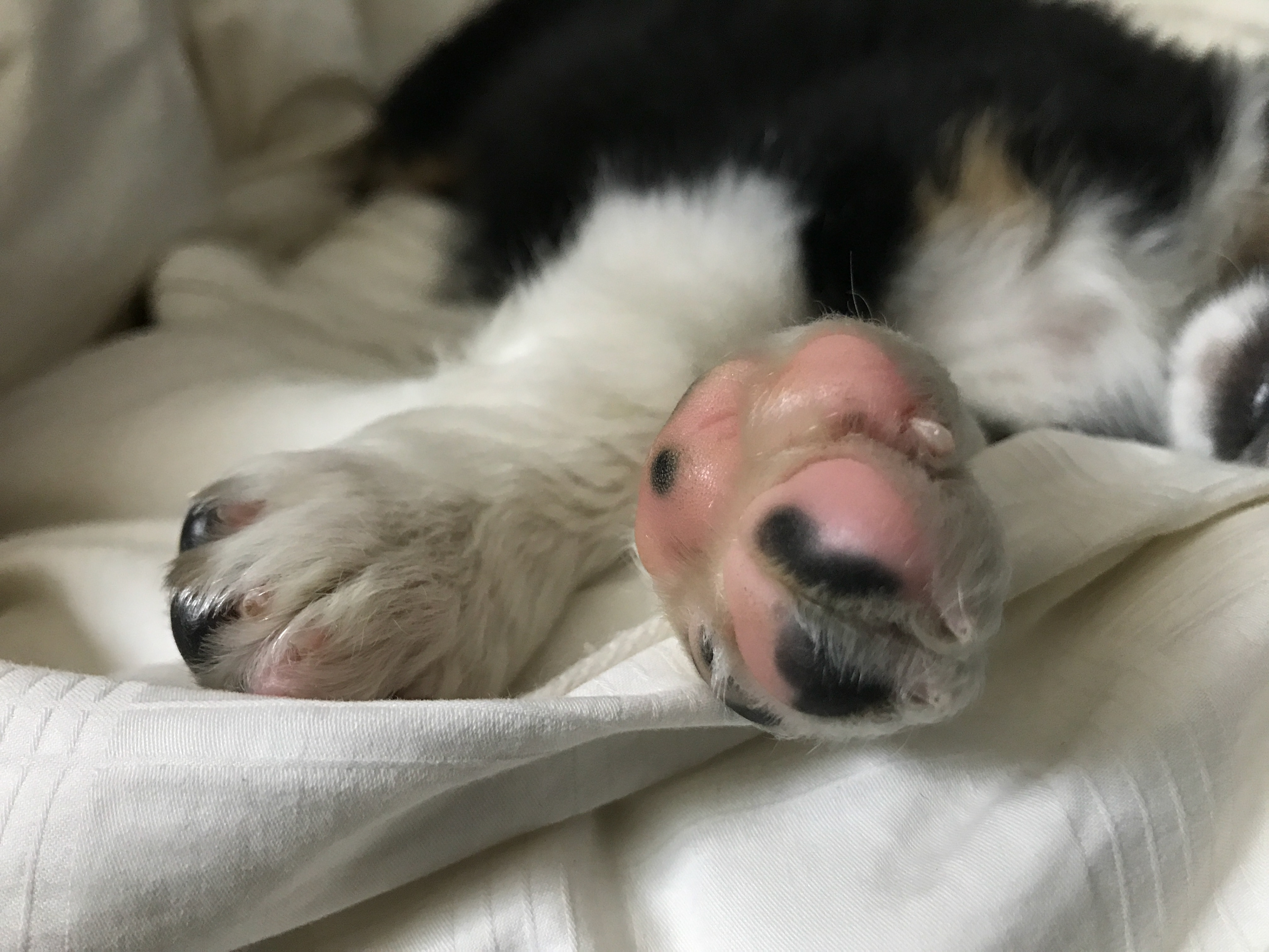 Dog with crossed paws laying on its side in bed.