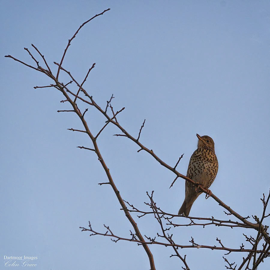 Song Thrush