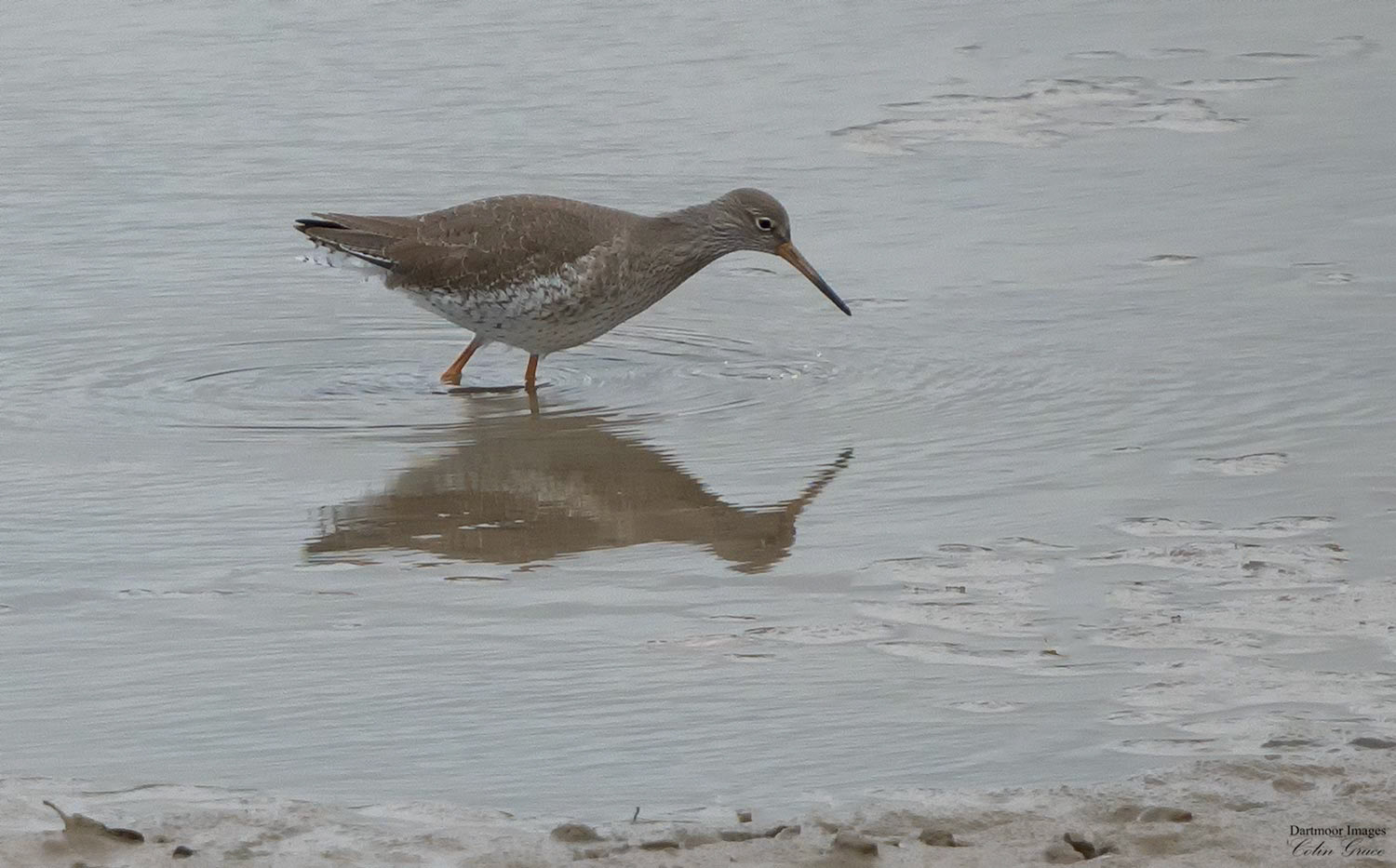 Red Shank_4