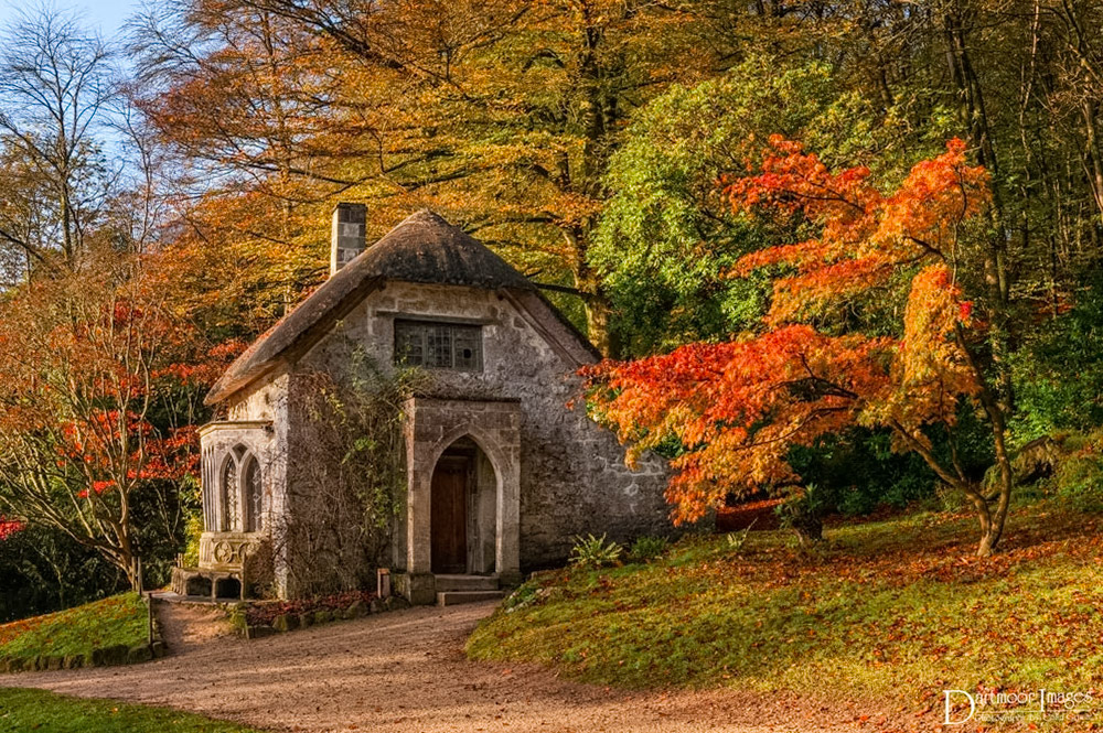 The early morning sun filters through the trees and foliage that surrround the lake at Stourhead Gardens in Wiltshire lighting up the acer tree that stands outside the Gothic Cottage.
