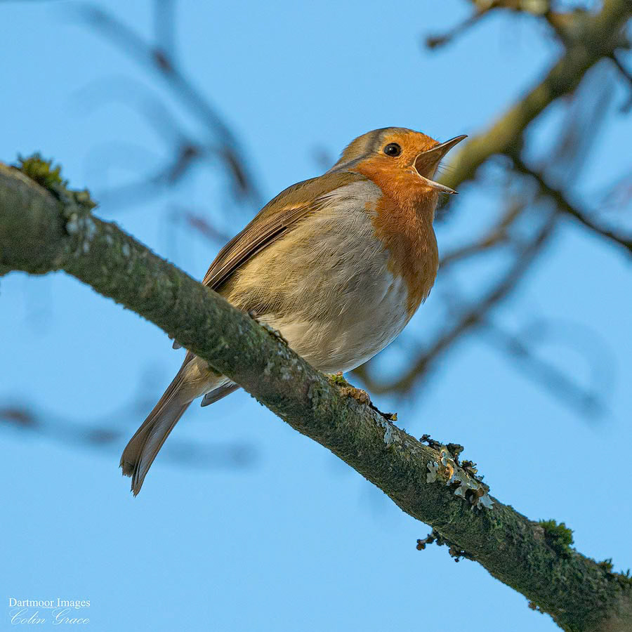 Woolwell Wildlife_02