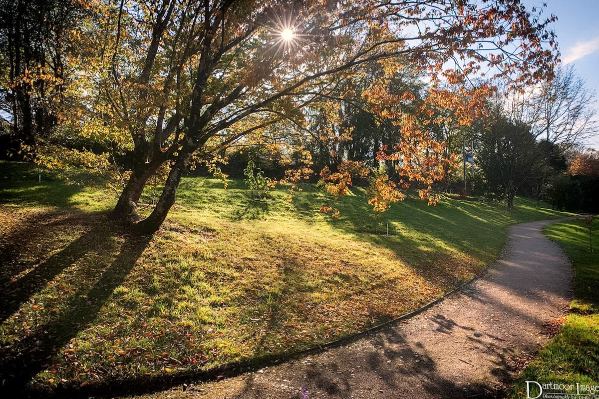 A sunburst through one of the trees that are part of the new arboretum at the Garden House in Crapstone just outside of Plymouth.