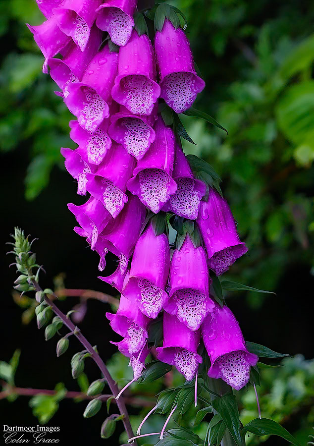 Foxglove