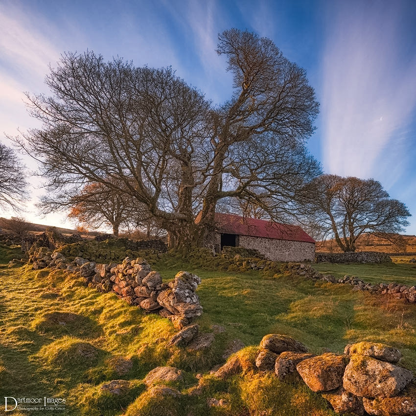 An early spring morning on Dartmoor. The rising sun casts highlights on the stone walls and surrounding area at Emsworthy barn.