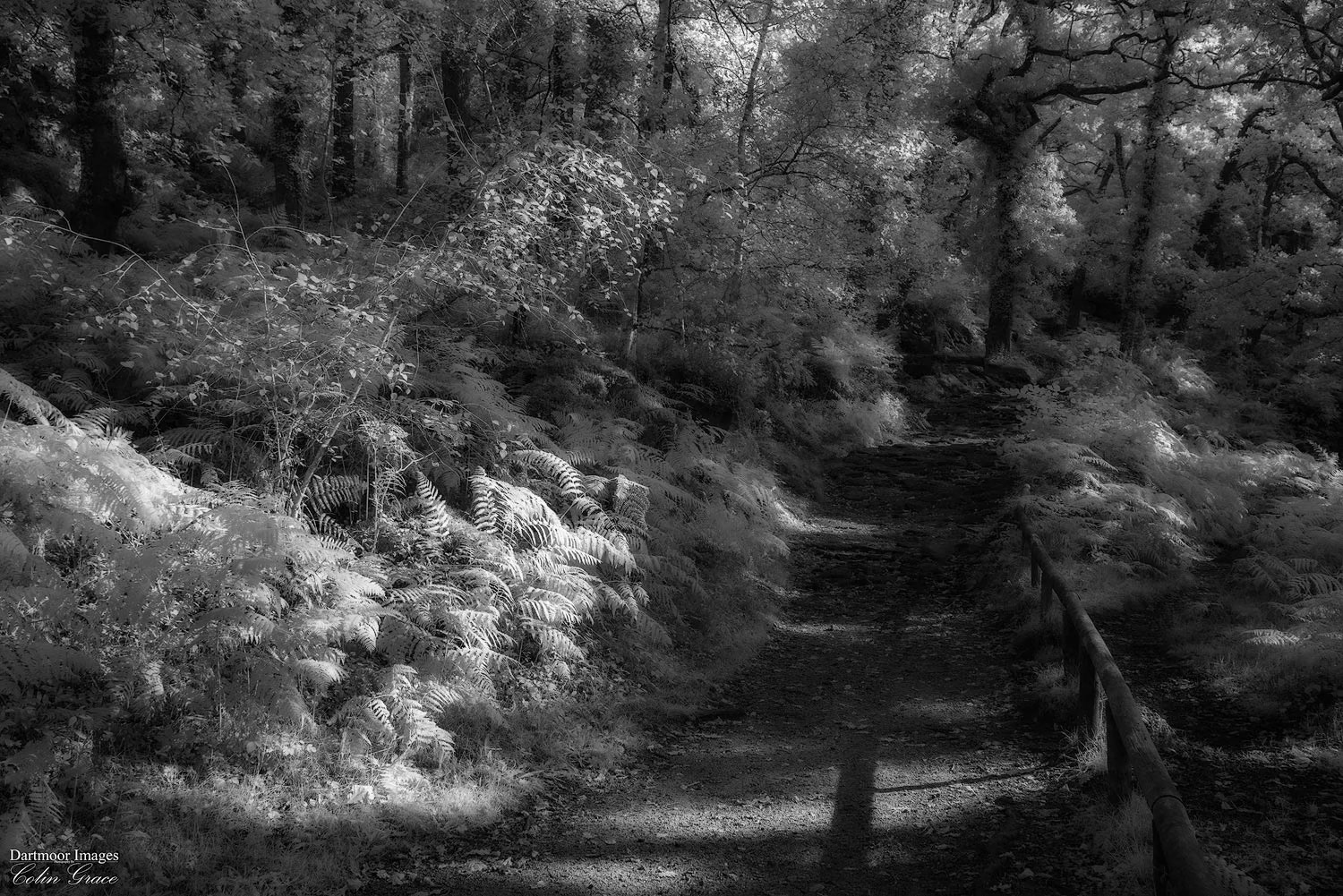 The autumnal sun casts a shadow across the path through the woods at Shaugh Prior.