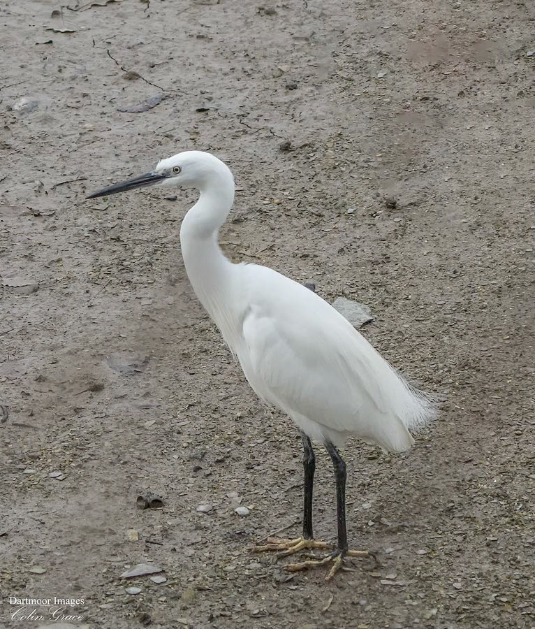 Little Egret