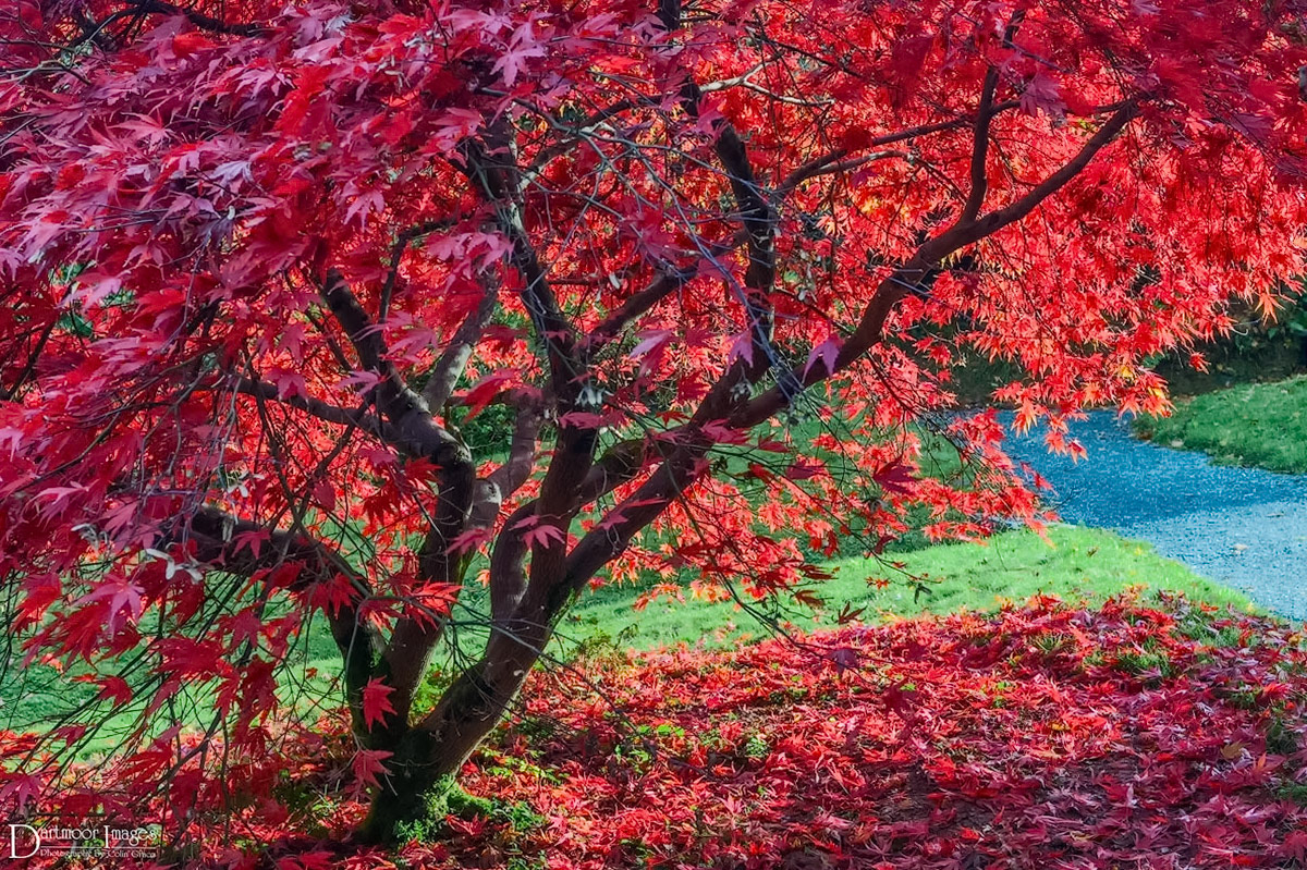 One of the many colourful acer trees that can be found in The Garden House during a sunny autumn day in Devon.