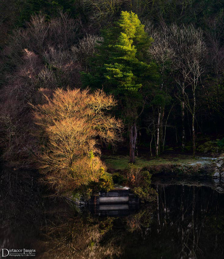 Trees and foliage are highlighted by sunlight and reflected in the still waters of Burrator Reservoir on Dartmoor.