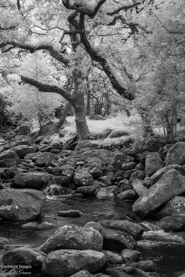 The River Plym runs through the woods at Shaugh Prior on a sunny autumn morning on Dartmoor.