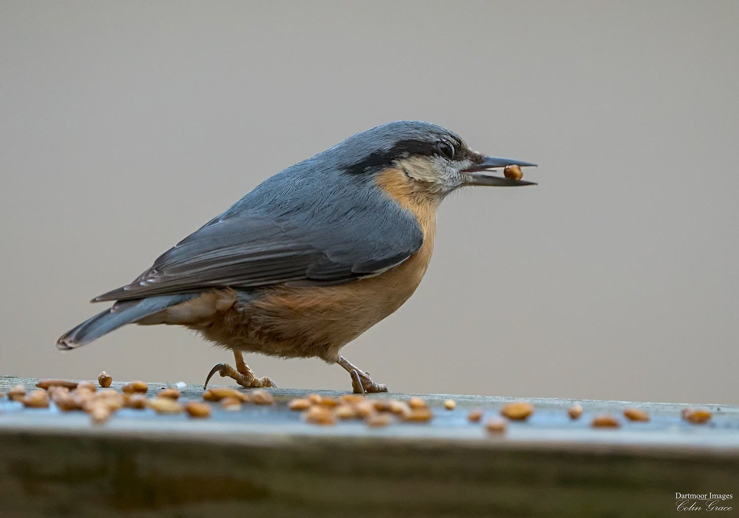Nuthatch