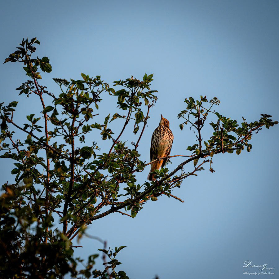 A Song Thrush sits on the top branch at first light adding to the dawn chorus.