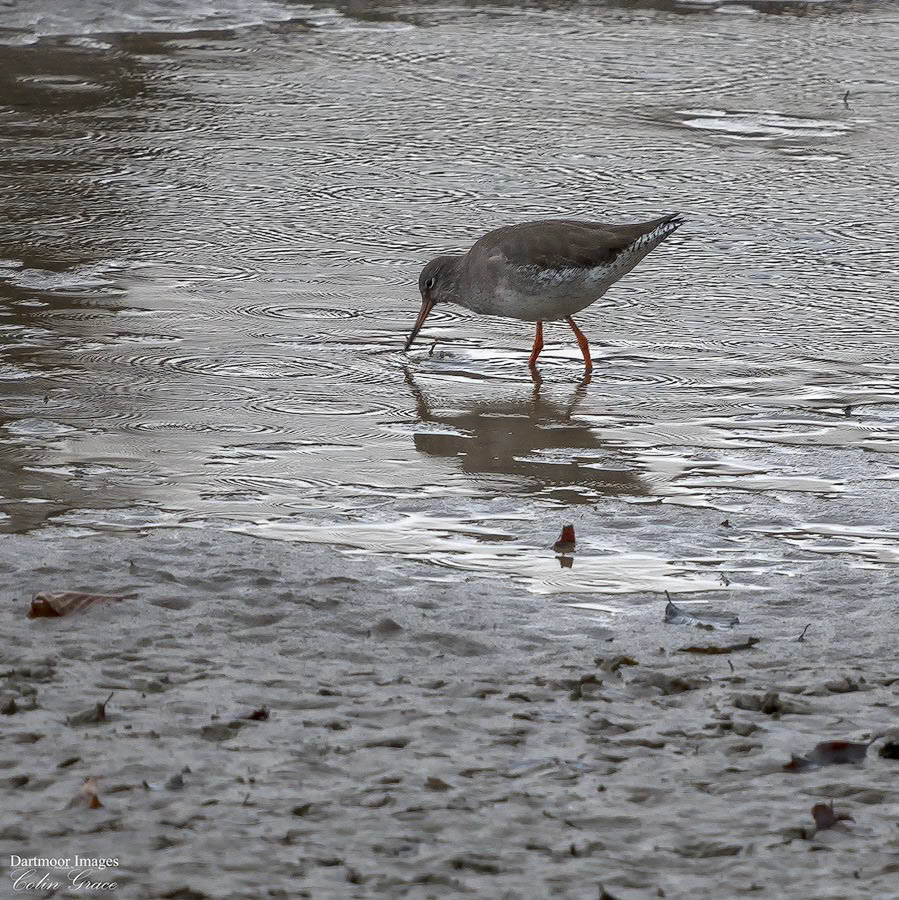 Red Shank_1