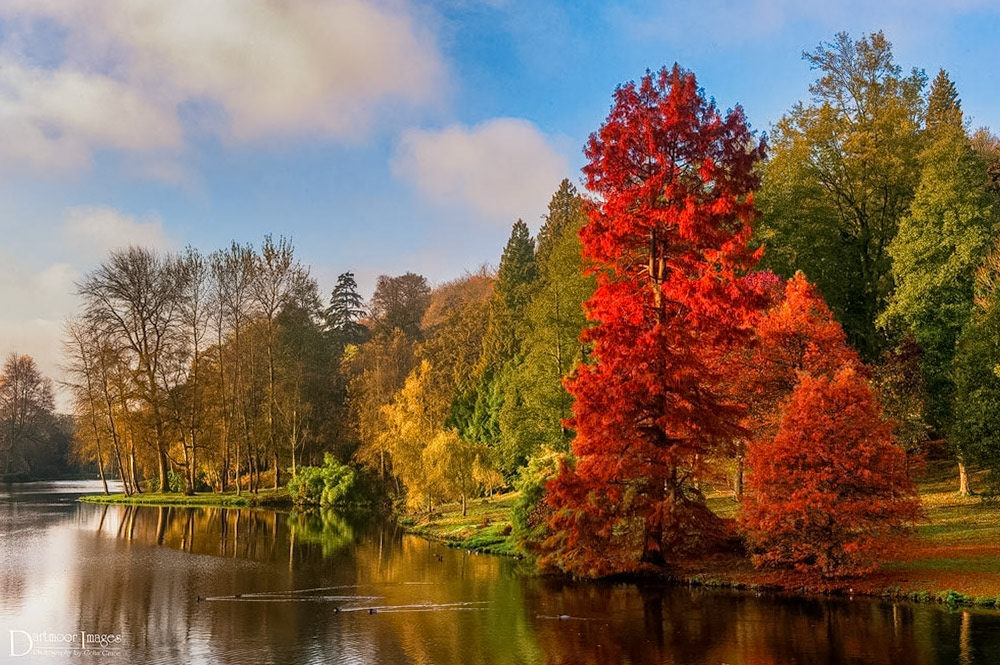 Autumn has fully arrived at Stourhead National Trust gardens as the red leaves of the acer tree and golden brown and lush greens of the other trees are reflected in the still waters of the lake.