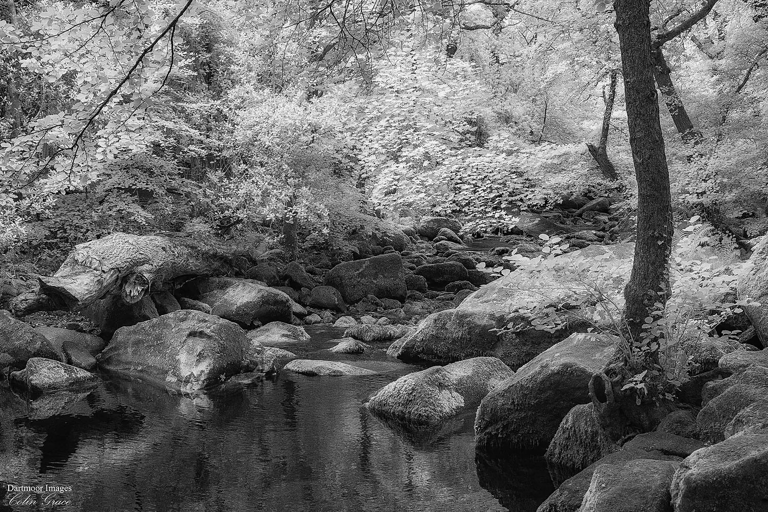 The River Meavy meanders its way through the woods at Shaugh Prior on route to joing the River Plym.