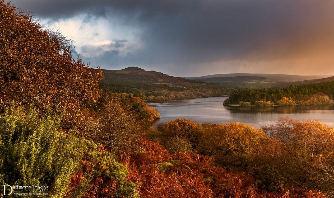 Very early morning at Burrator Reservoir on Dartmoor National Park. A heavy rain shower passes over the lake as the rising sun lights up the bracken and trees that surround the reservoir showing the full range of autumn colours that Dartmoor has to offer.