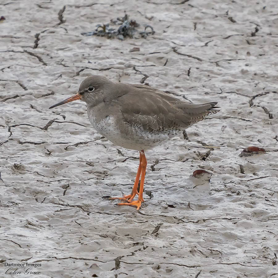Red Shank_2