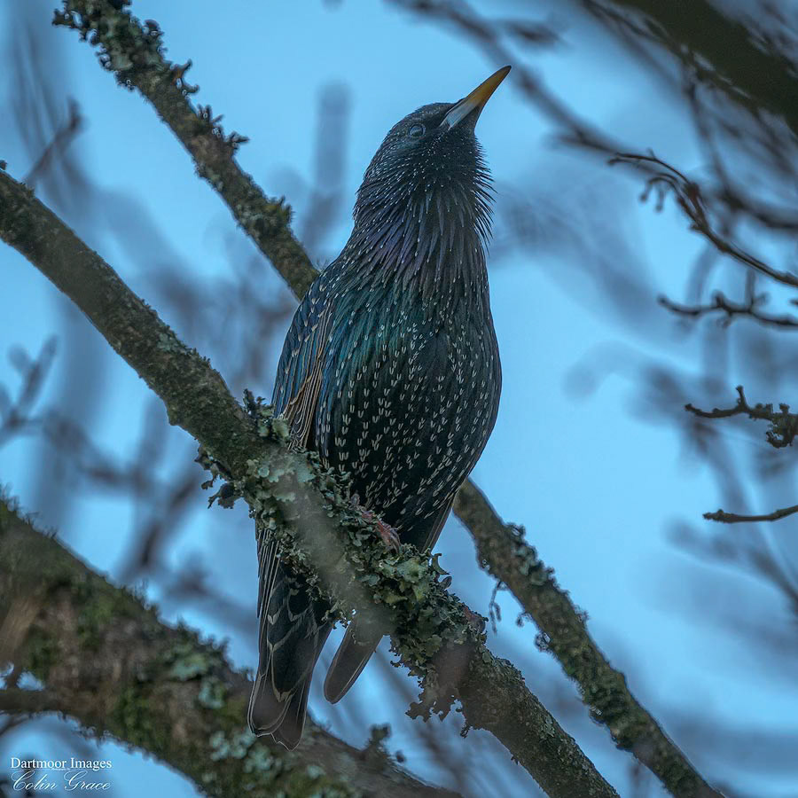 Woolwell Wildlife_05