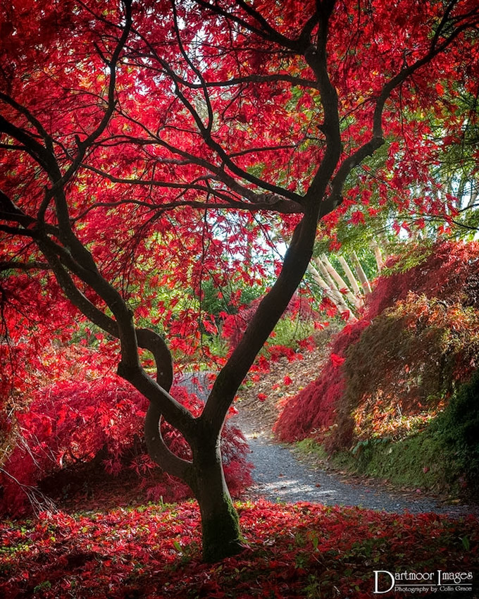 A path meanders through the acer glade at The Garden House during a sunner autumn day in Devon.