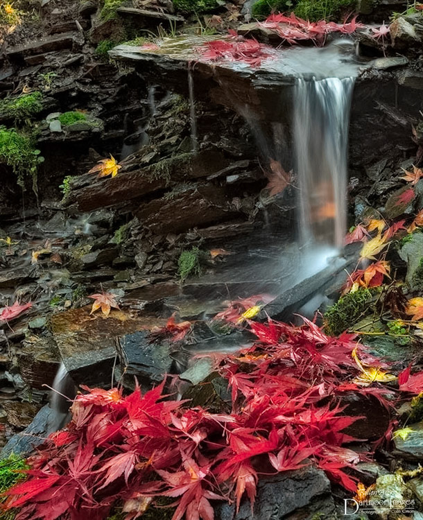 Fallen acers leaves at The Garden House in Buckland Monochorum in Devon.