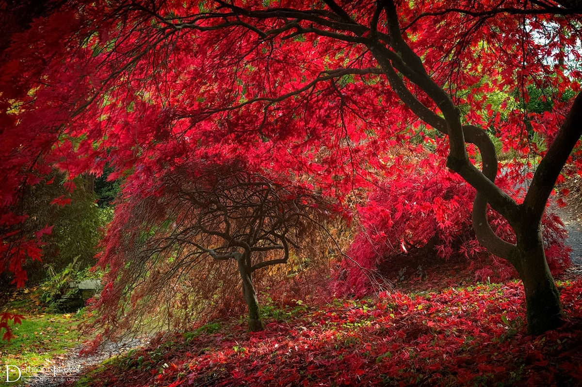 A very colourful display of acers trees during a sunny autumn day spent at The Garden House near Plymouth.