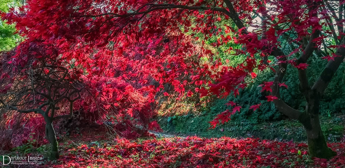 The sun shine through and lights up one of the many colourful acer trees that can be seen at The Garden House near Crapstone in Devon.