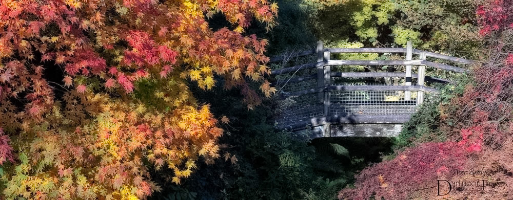 The wooden bridge in the Acer Glade which forms part of the Graden House in Devon.
