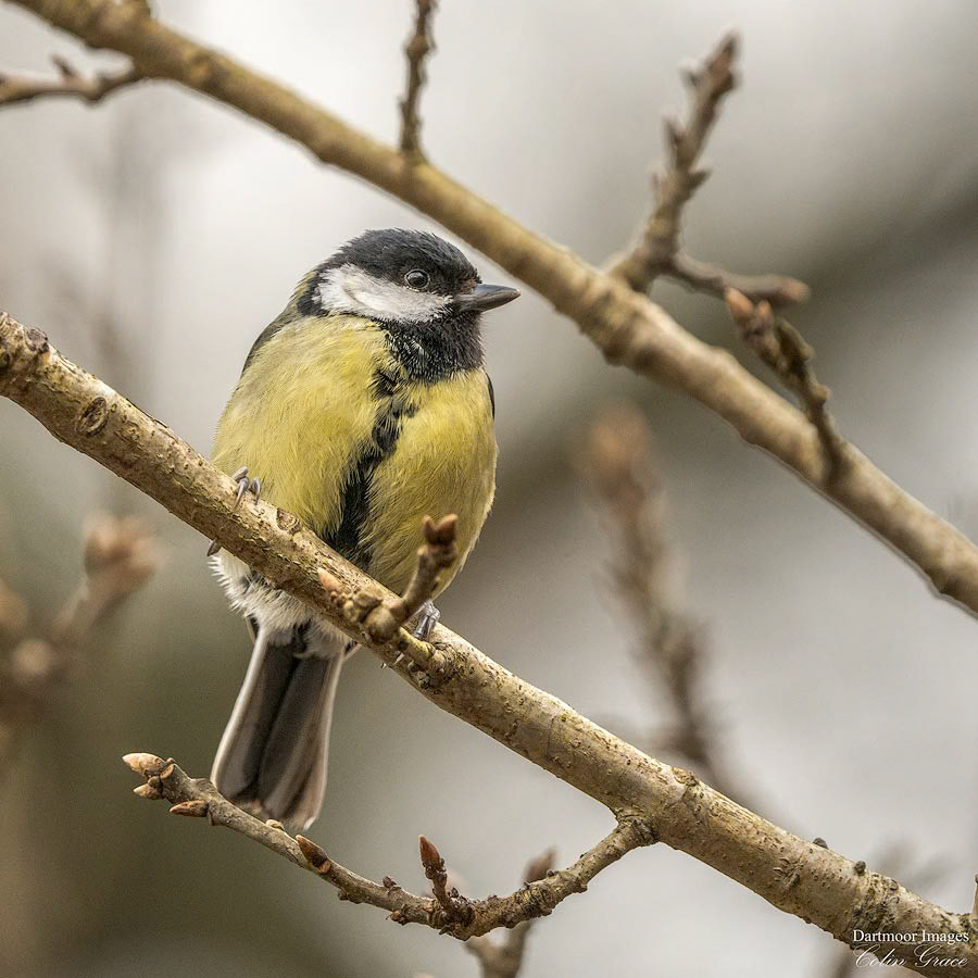 Great Tit