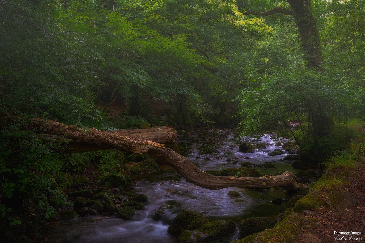 The river Meavy completes its journey from Princetown as it meets the River Plym at Shaugh Prior.