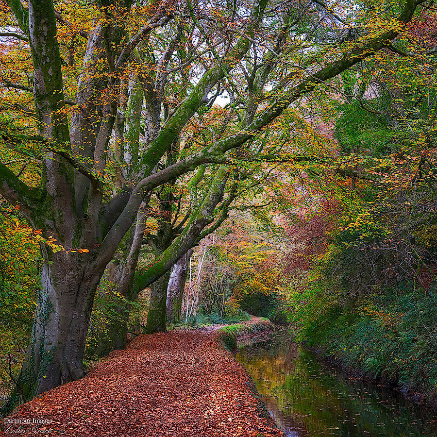 Tavistock Canal_2