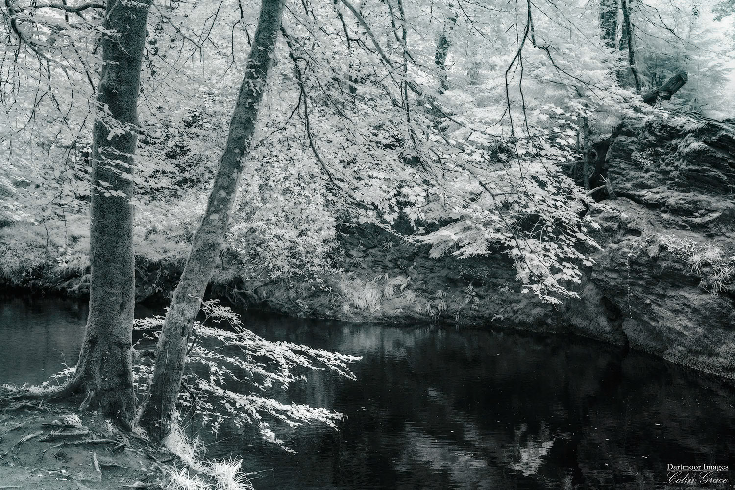 The river Plym gently flows through the woods just north of Plymouth. Photographed using an infra red converted camera.