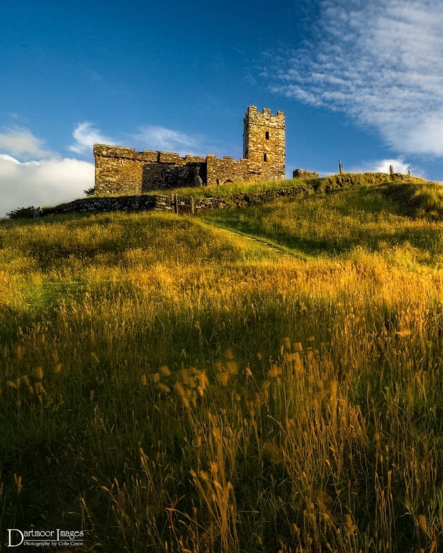 The low light over Dartmoor lights up the long grass as it sways in the light breeze  on Brentor.