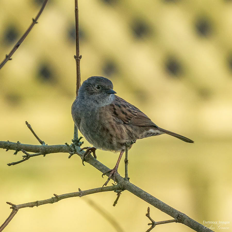 Woolwell Wildlife_03