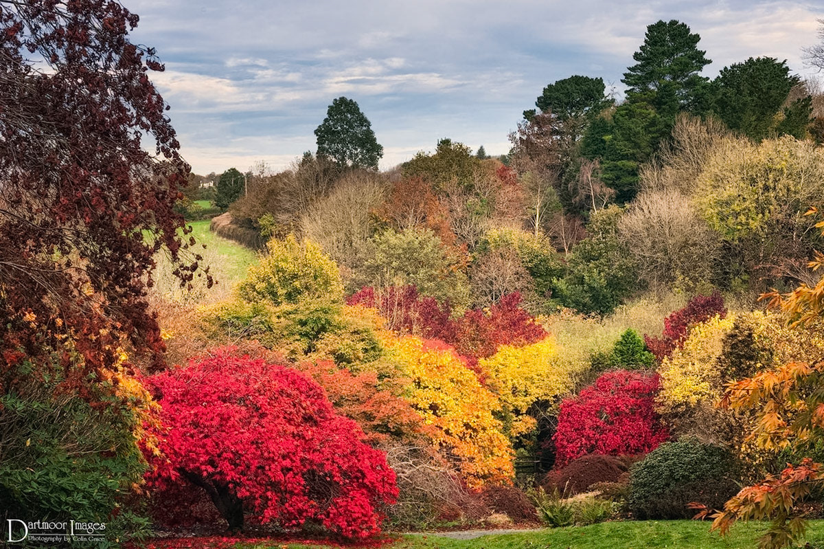 A colourfu display of trees and foliage that make up the acer glade in The Garden House near Plymouth.