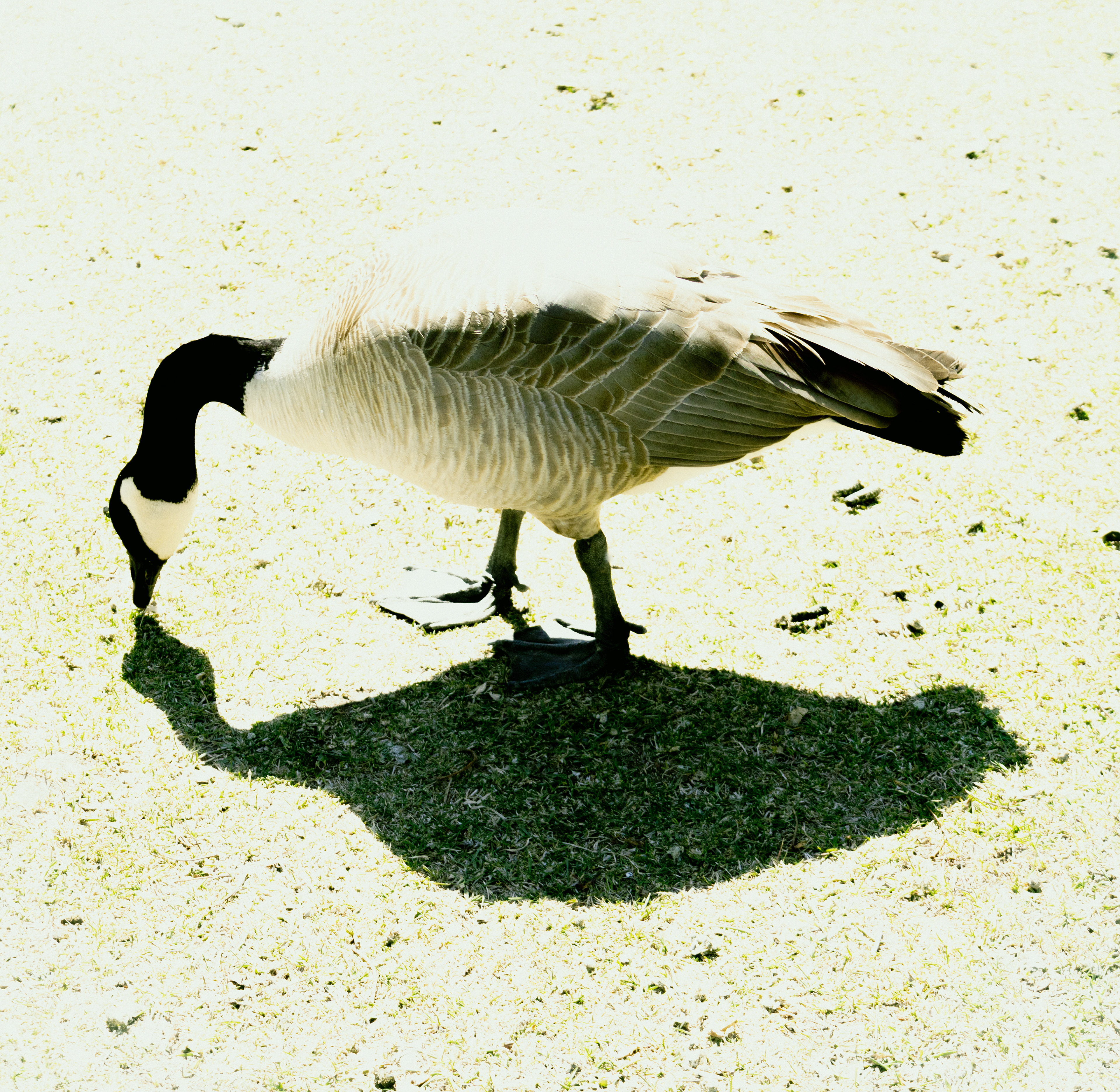 I made u some fresh green grass 2 eat!