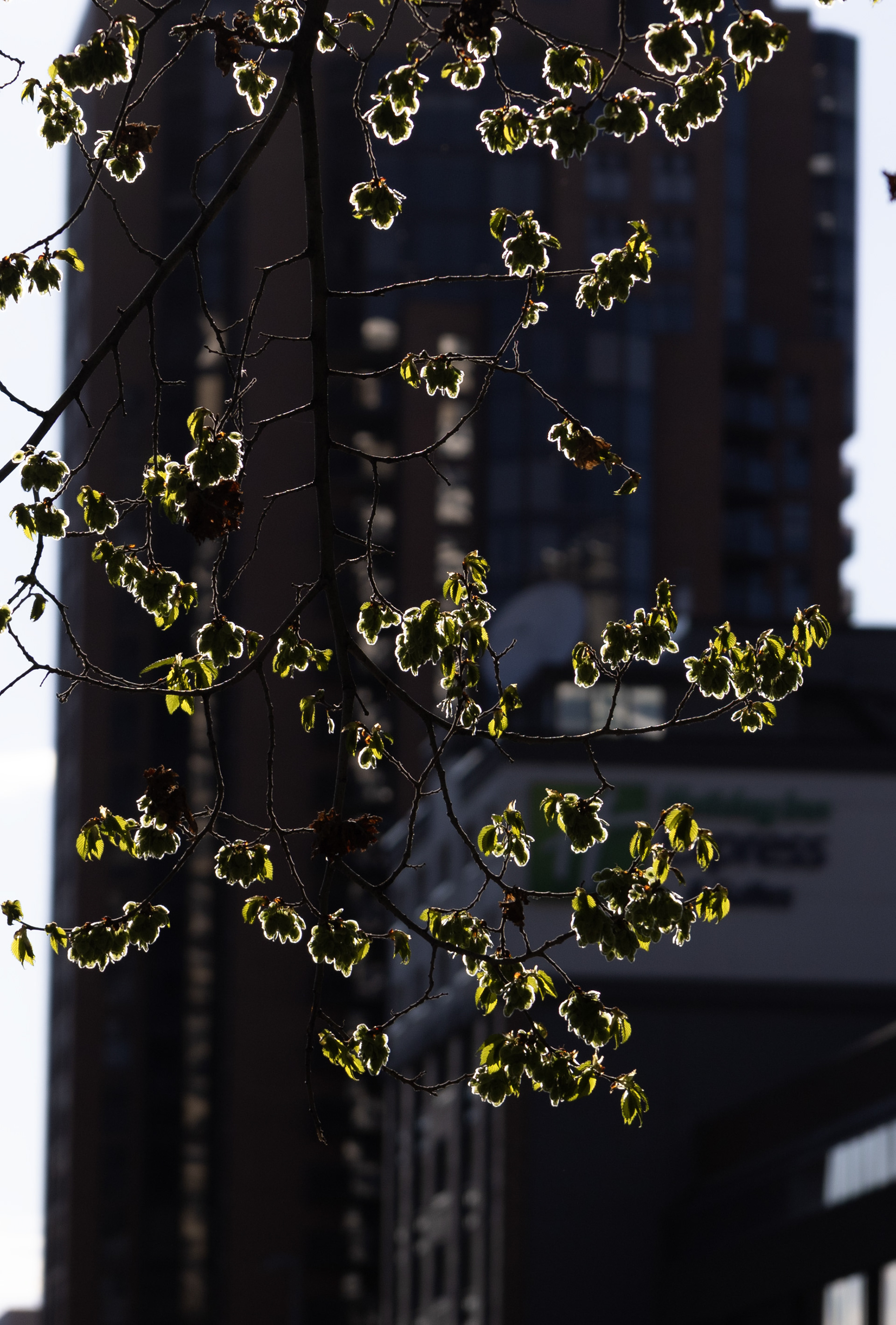 Backlit little buds