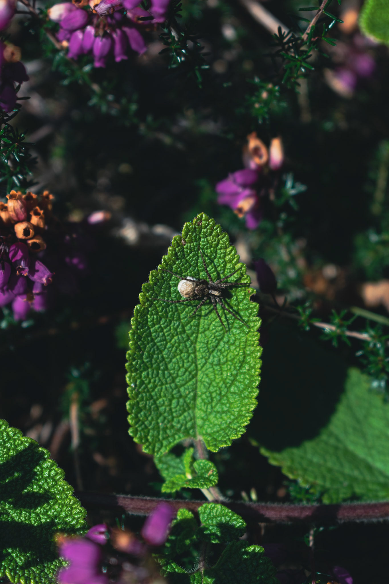 araignée loup portant son cocon 