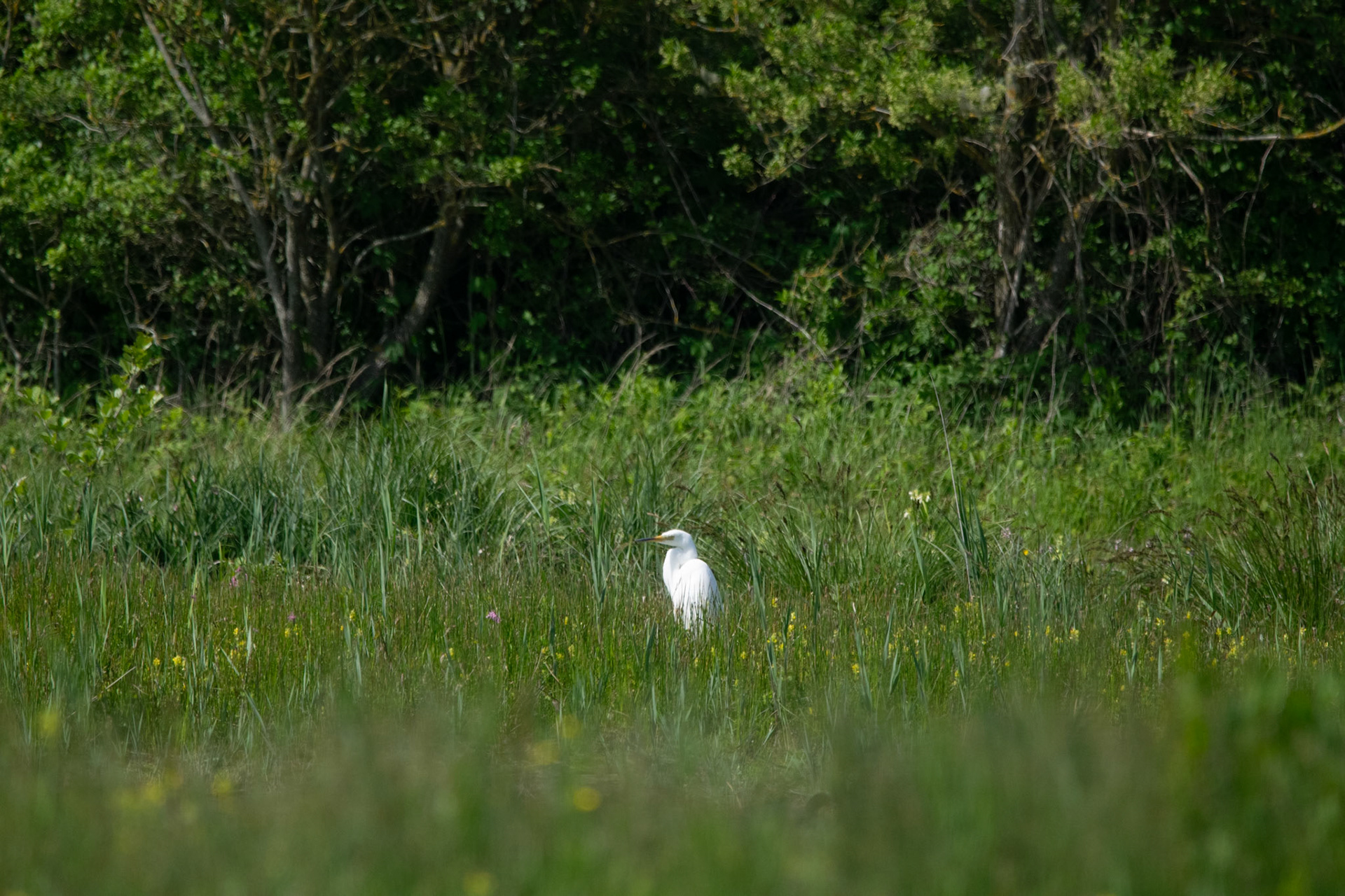 Aigrette