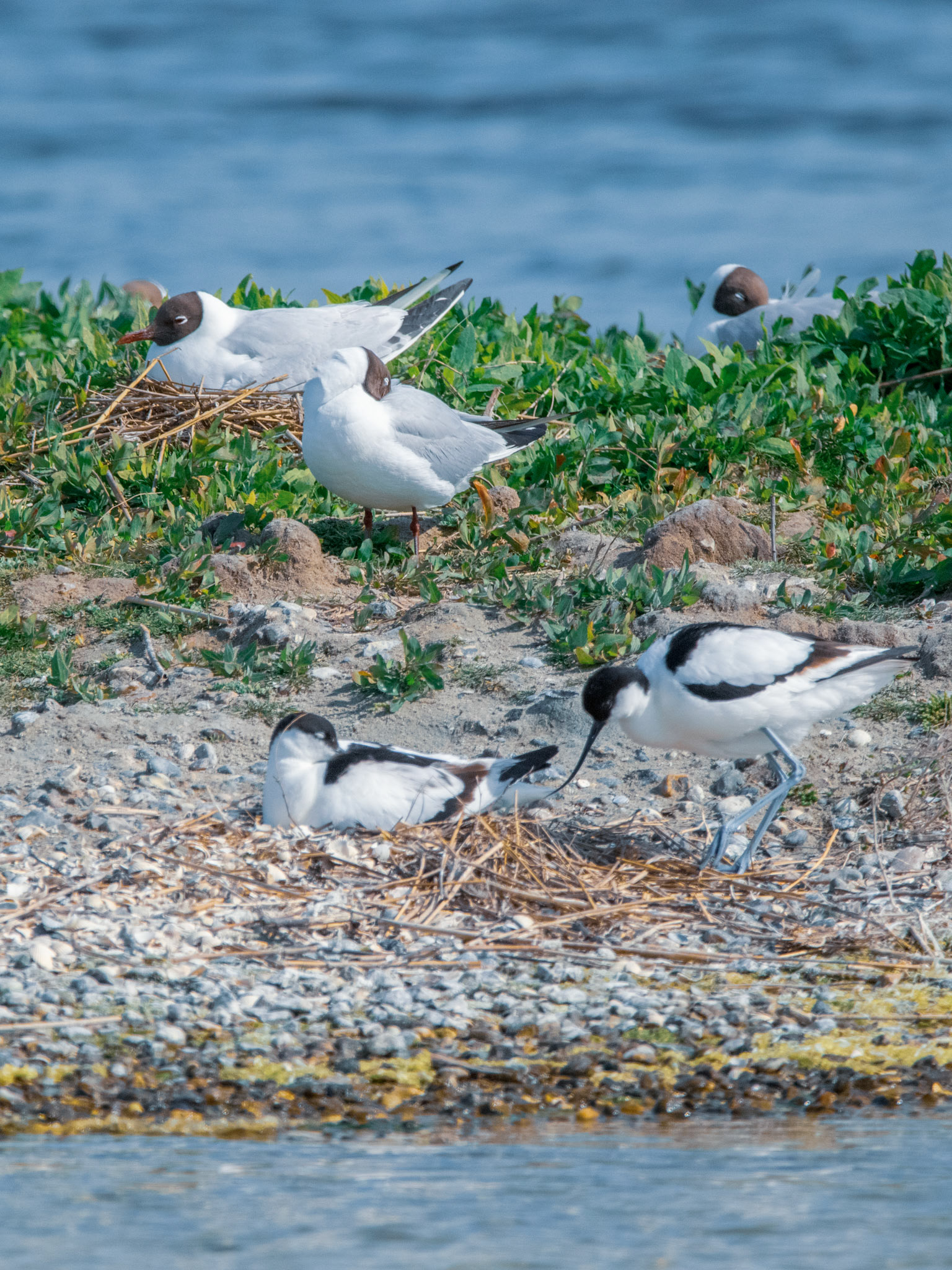 Avocette