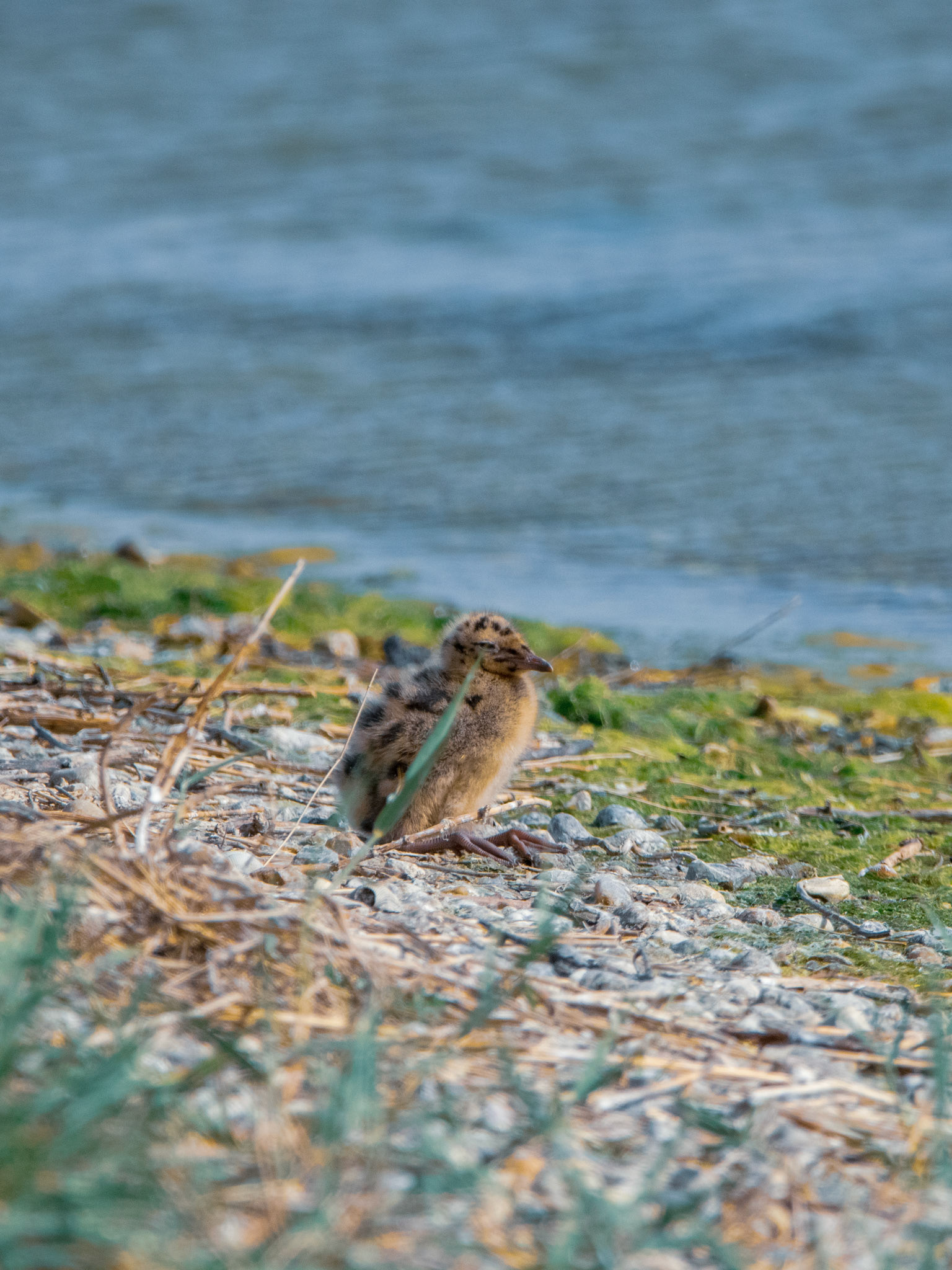 Poussin de mouette rieuse