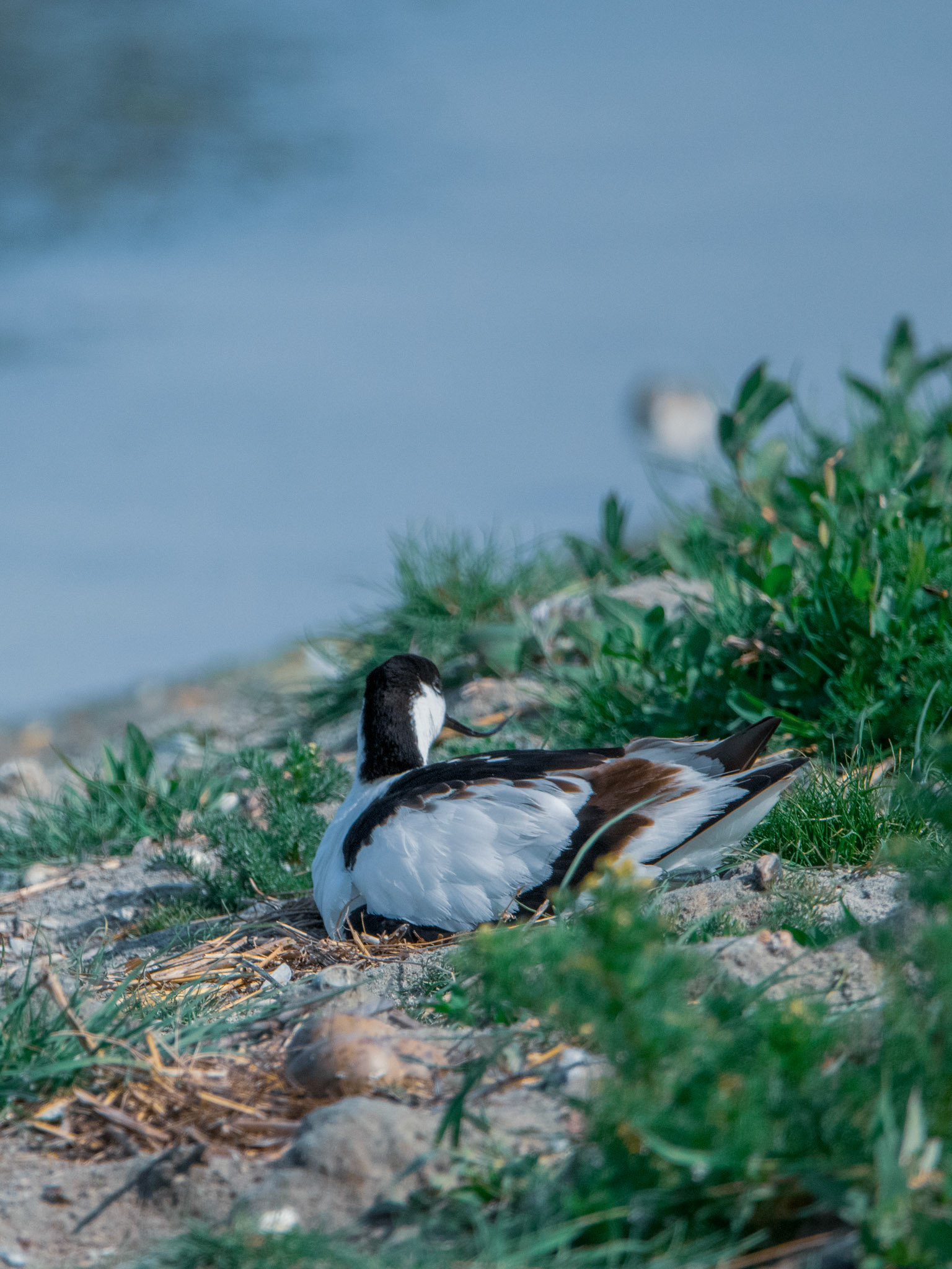 Avocette au nid