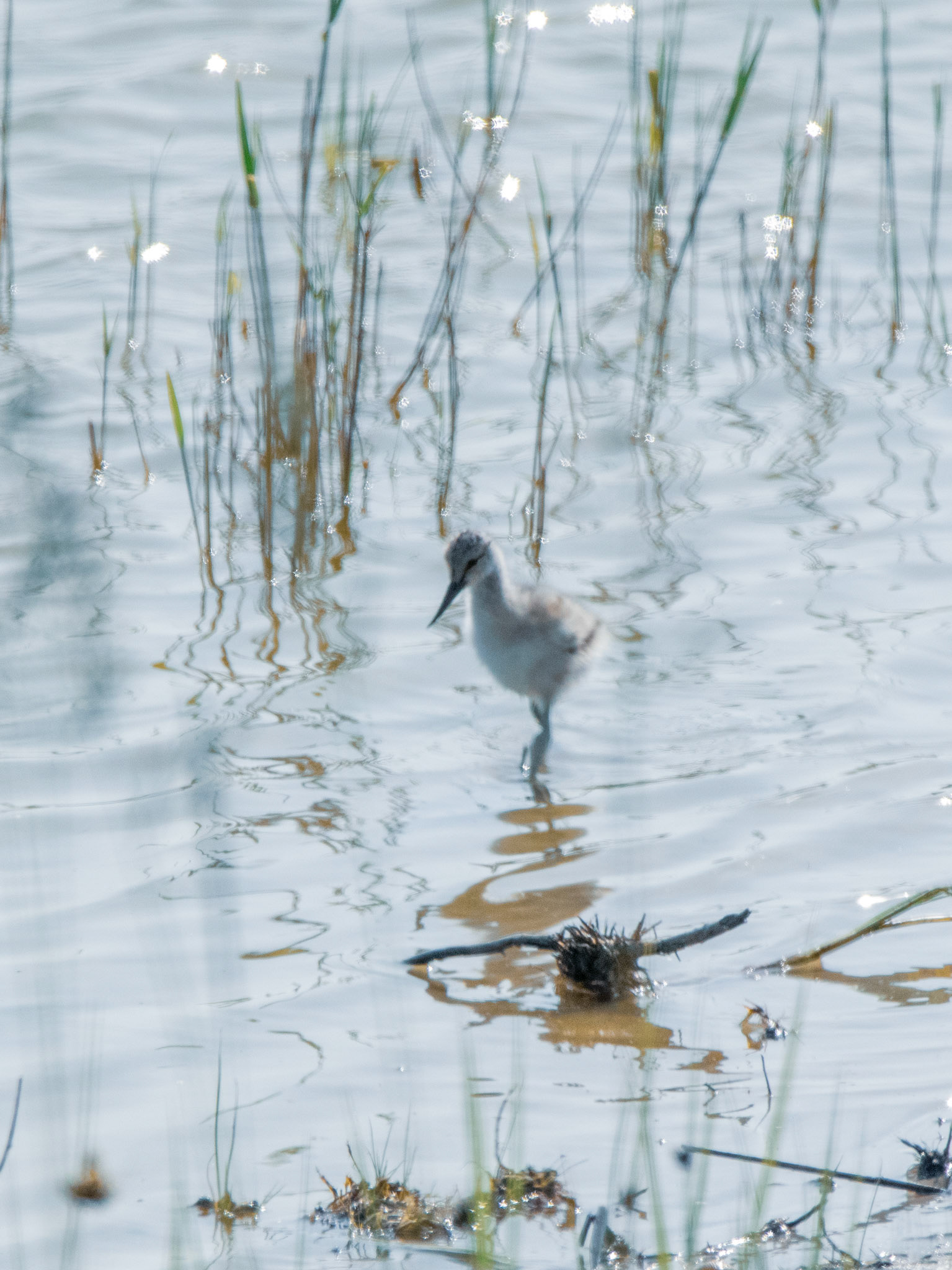 Poussin d'avocette