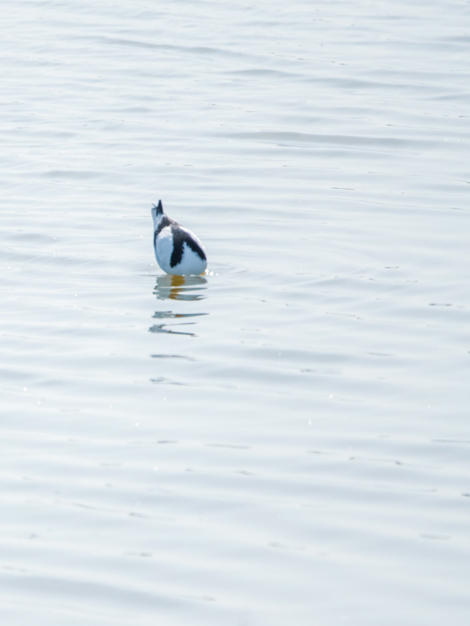 Avocette