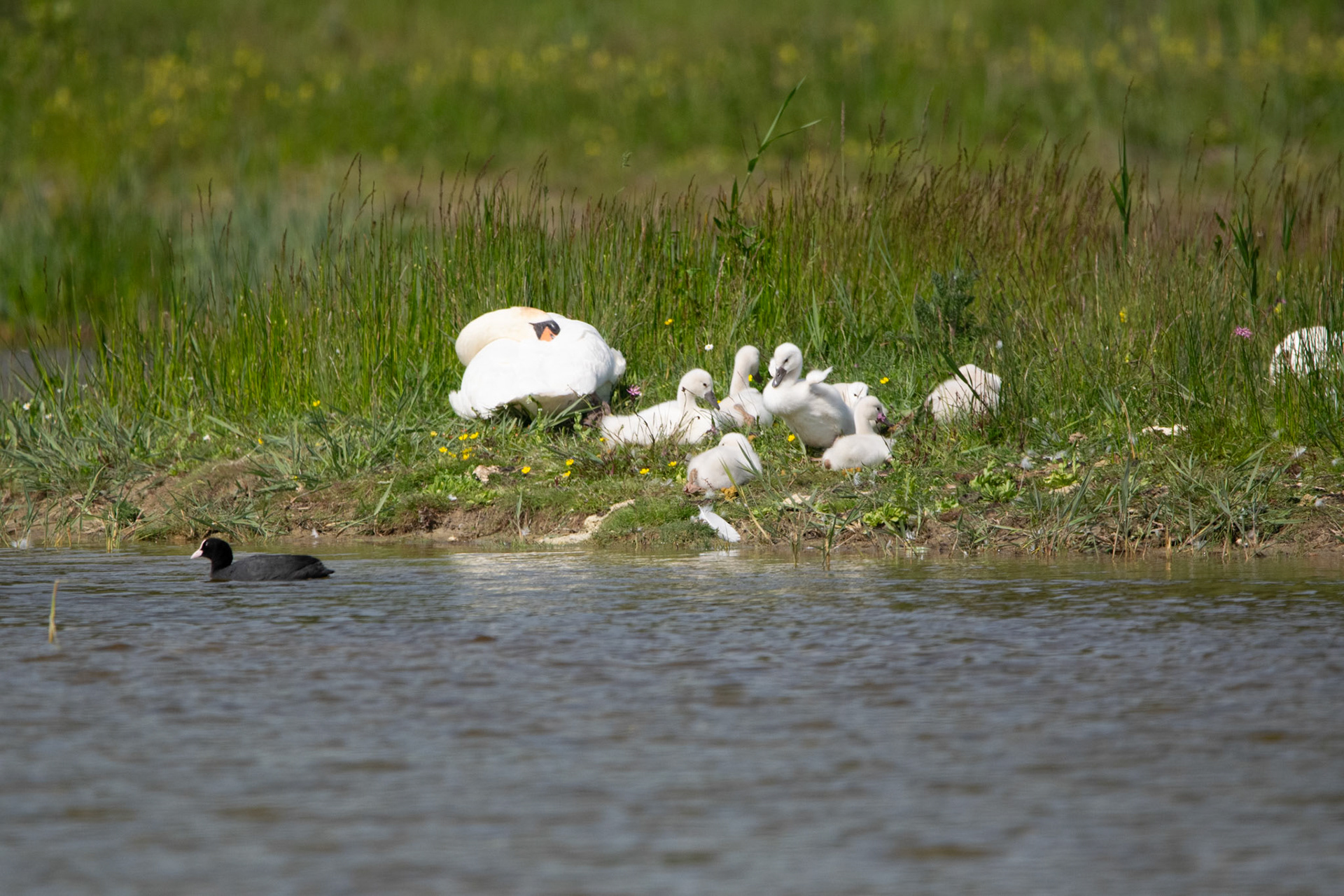 Cygne avec ses poussins et une foulque