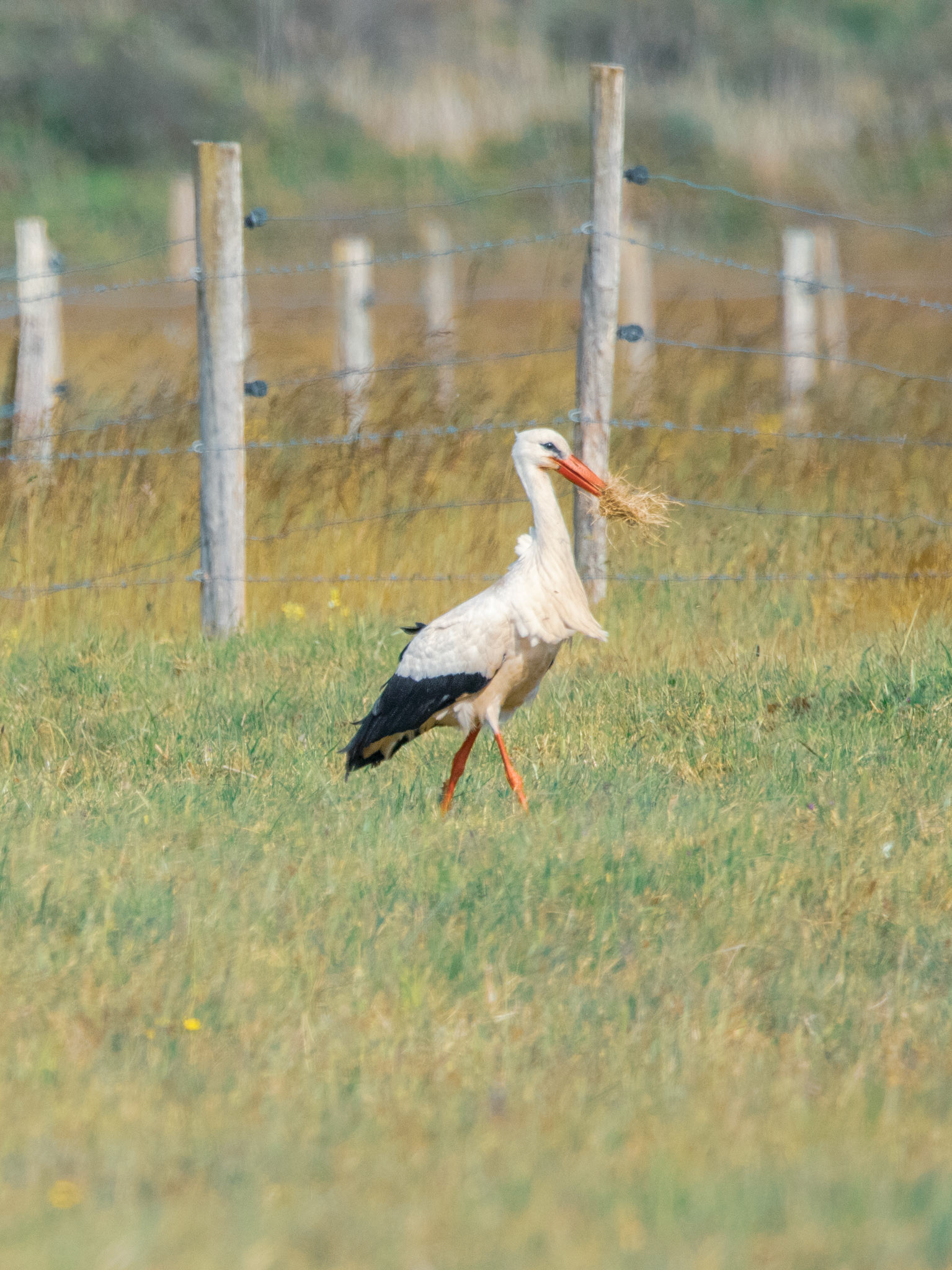 Cygogne Blanche