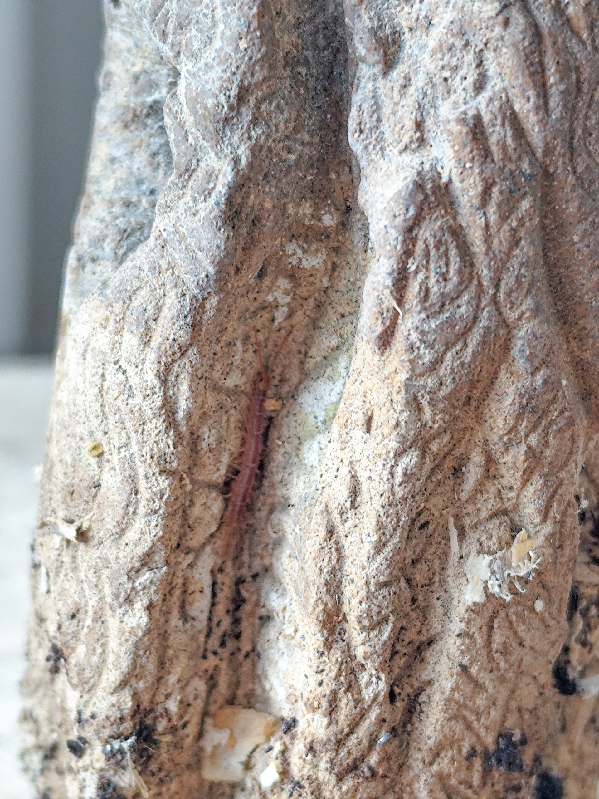 Observation d'un millepattes, Juliette CHARIGNY, Sans titre, série Rupes Lichenum, 2025, 10 cm (h) × Ø 4 cm, sculpture, béton sculpté à la main