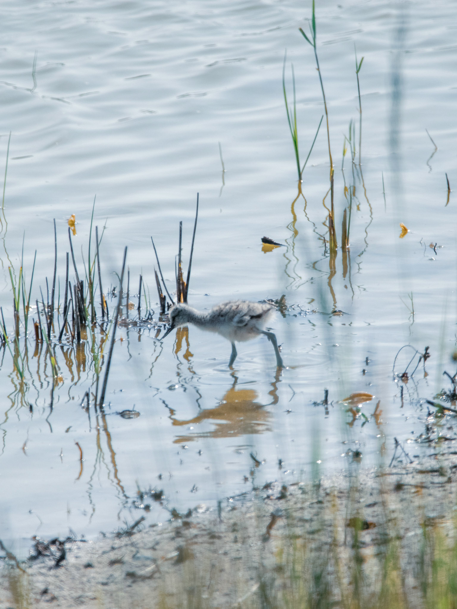 Poussin d'avocette